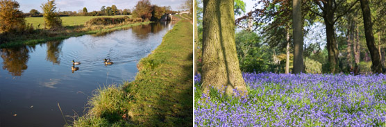 Canal Bluebells